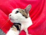 Un chat mâle adulte tricolore de 10 ans cherche famille