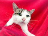 Un chat mâle adulte tricolore de 10 ans cherche famille