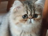 Disponible de suite : un chaton mâle Persan de couleur black silver shaded