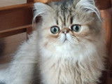 Disponible de suite : un chaton mâle Persan de couleur black silver shaded