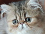 Disponible de suite : un chaton mâle Persan de couleur black silver shaded