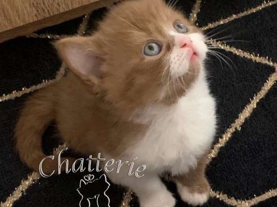 Disponible à la réservation : un chaton mâle British Shorthair de couleur cinnamon et blanche