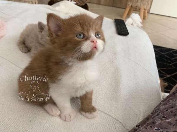 chat sexe vienne
