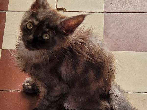 Disponible à la vente : un chaton mâle Maine Coon au pelage black smoke né en juin 2021