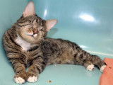 Un chat mâle adulte de 5 ans, de couleur brown mackerel tabby à donner