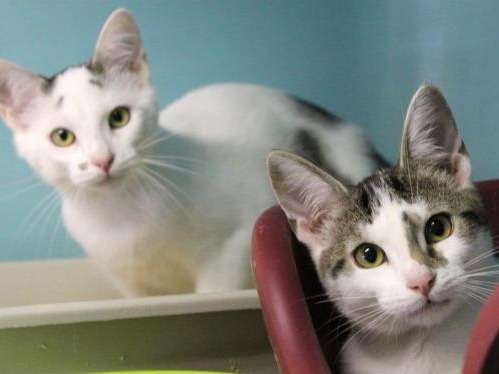 Deux chatons mâles tricolores nés en juin 2021 cherchent famille