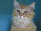 Disponible à l'adoption : un chat mâle adulte de 7 ans au pelage red mackerel tabby