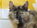 Chatte tricolore âgée de 2 en attente d’adoption