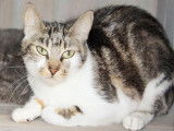 Chat femelle tachetée et blanche âgée de 3 ans disponible à l’adoption