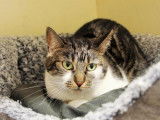 Chat femelle tachetée et blanche âgée de 3 ans disponible à l’adoption