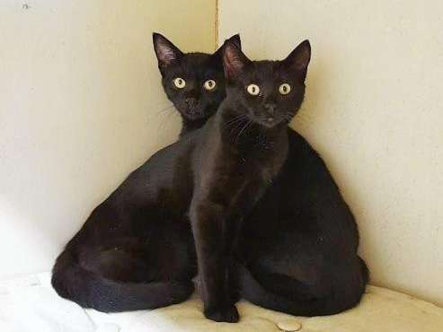 2 chatons (mâle et femelle) au pelage noir de juin 2021 disponibles pour adoption