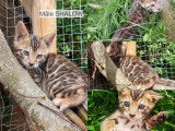 Chaton Bengal LOOF &agrave; vendre