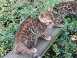 Chaton Bengal LOOF &agrave; vendre