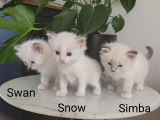 Chatons Ragdoll LOOF à réserver