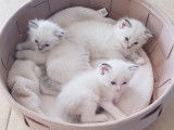 Chatons Ragdoll LOOF à réserver