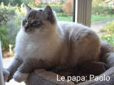 Chatons Ragdoll LOOF à réserver