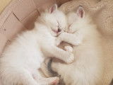 Chatons Ragdoll LOOF à réserver