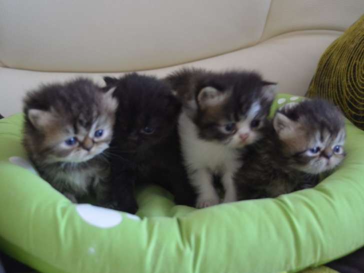 Réservation de 4 chaton Persan nés en juillet 2021