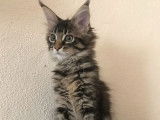 Vente de trois chatons Maine Coon