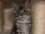 Vente de trois chatons Maine Coon
