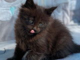 À vendre, chatonne Maine Coon de couleur black smoke