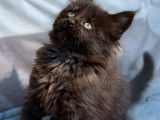 À vendre, chatonne Maine Coon de couleur black smoke