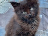 À vendre, chatonne Maine Coon de couleur black smoke