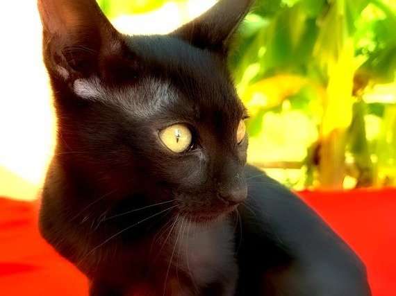 Vente d’une chatonne Savannah noire