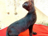 Vente d’une chatonne Savannah noire