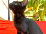 Vente d’une chatonne Savannah noire
