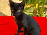 Vente d’une chatonne Savannah noire