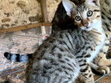 &Agrave; vendre, chaton m&acirc;le Savannah brown spotted tabby