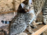 &Agrave; vendre, chaton m&acirc;le Savannah brown spotted tabby