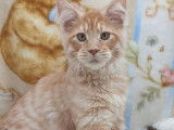 À vendre, 5 chatons Maine Coon