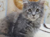 À vendre, 5 chatons Maine Coon