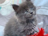Chaton mâle Maine Coon bleu smoke, à réserver