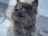 Chaton mâle Maine Coon bleu smoke, à réserver