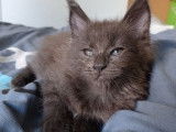 Vente de 3 chatonnes Maine Coon nées en juillet 2021