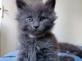 Vente de 3 chatonnes Maine Coon nées en juillet 2021