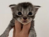 Mise en vente de 3 chatons Maine Coon
