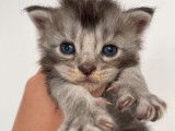 Mise en vente de 3 chatons Maine Coon