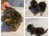 &Agrave; vendre, quatre chatonnes Bengal brown &agrave; rosettes ferm&eacute;es n&eacute;es en ao&ucirc;t 2021