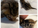 &Agrave; vendre, quatre chatonnes Bengal brown &agrave; rosettes ferm&eacute;es n&eacute;es en ao&ucirc;t 2021