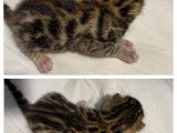 &Agrave; vendre, quatre chatonnes Bengal brown &agrave; rosettes ferm&eacute;es n&eacute;es en ao&ucirc;t 2021