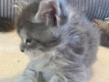 Vente d’un chaton mâle Maine Coon au pelage blue silver tabby