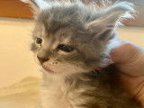 Vente d’un chaton mâle Maine Coon au pelage blue silver tabby