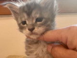 Vente d’un chaton mâle Maine Coon au pelage blue silver tabby