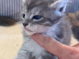 Vente d’un chaton mâle Maine Coon au pelage blue silver tabby