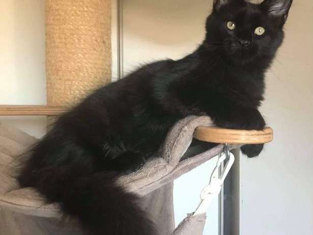 À vendre, chaton mâle Maine Coon black