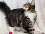Vente de deux chatonnes Maine Coon